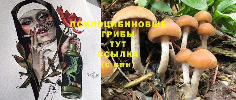 MEGA   Крым  Псилоцибиновые грибы Psilocybe 